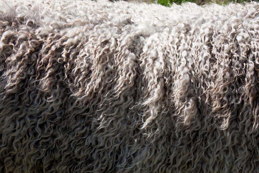Photo wool