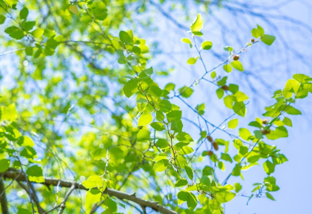 Photo spring colors
