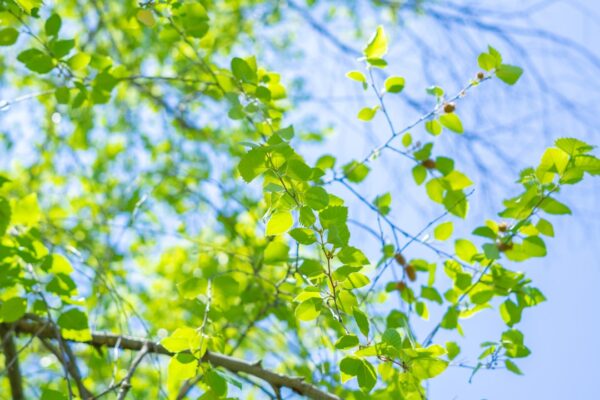 Photo spring colors
