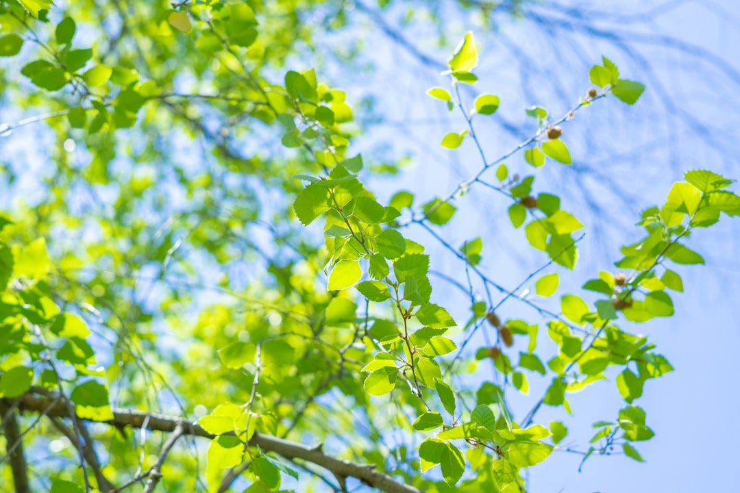 Photo spring colors