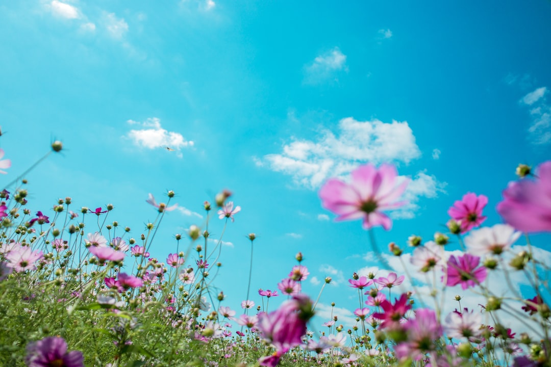 Photo summer